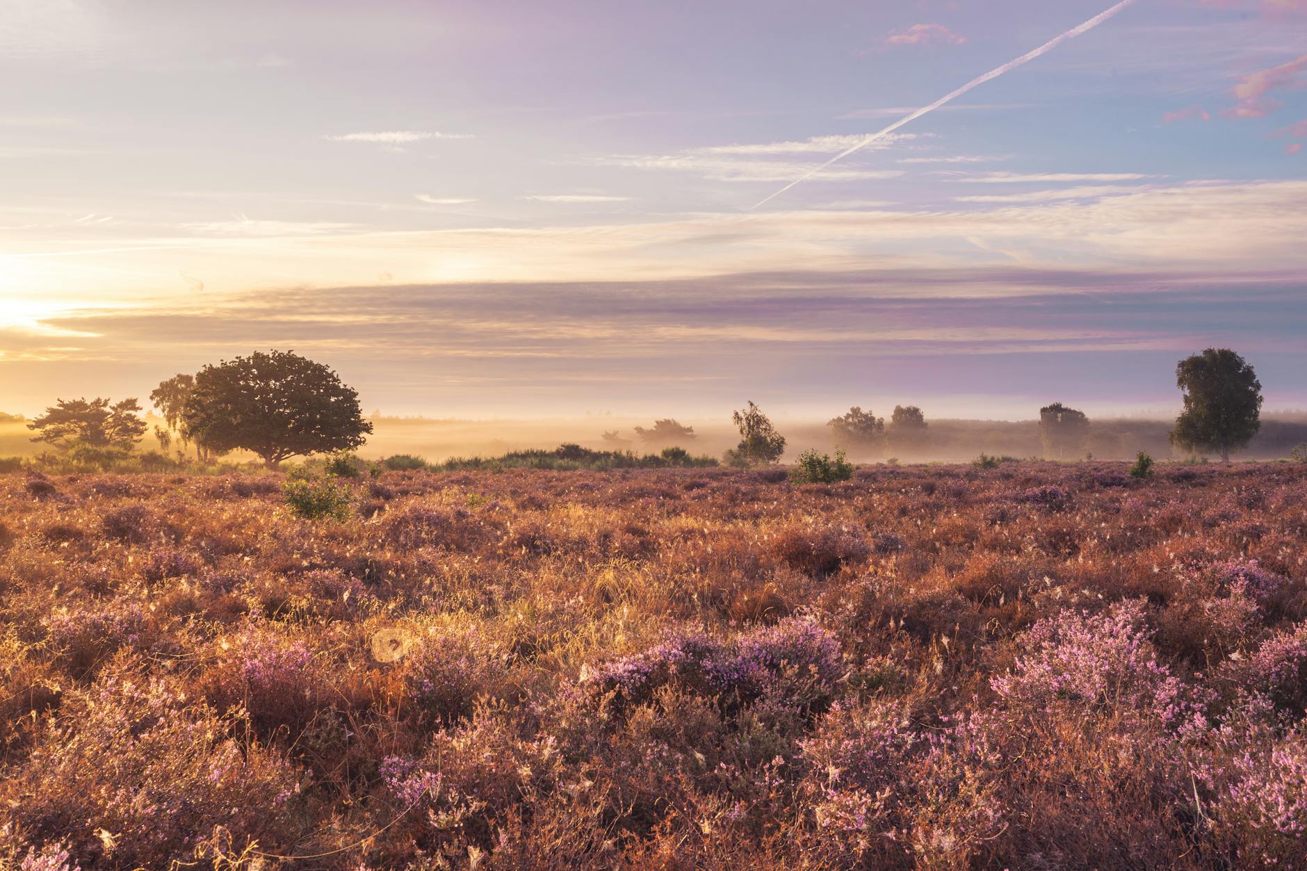 purple heather in august on the hoorneboegse heide hilversum the netherlands