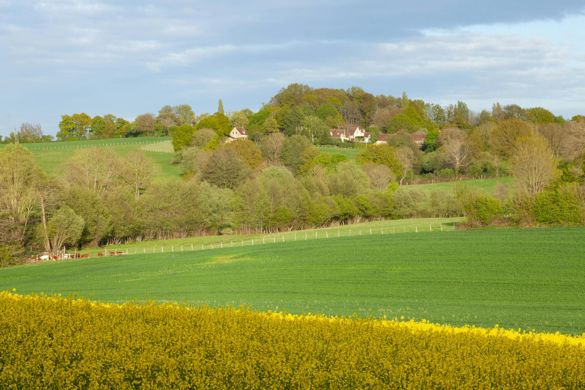 green rural field