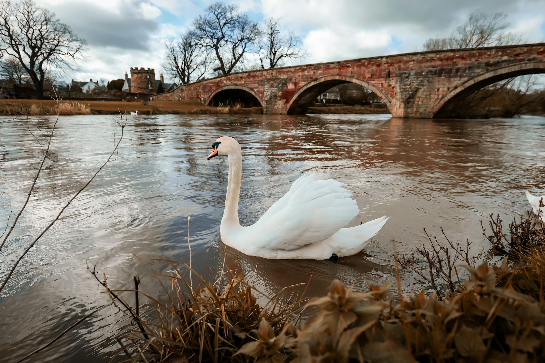 graceful swan by historic bridge landscape