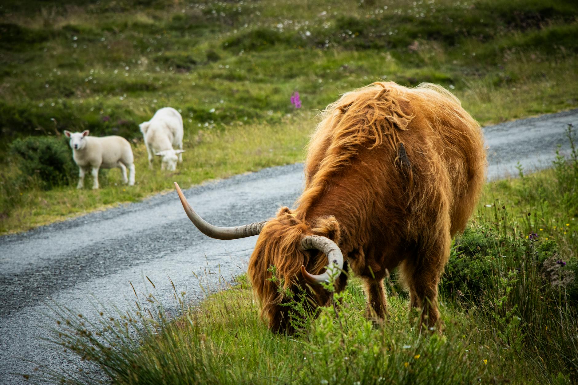 highland cow grazing in scenic scottish landscape